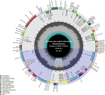 Assembly, annotation, and comparative analysis of Ipomoea chloroplast genomes provide insights into the parasitic characteristics of Cuscuta species